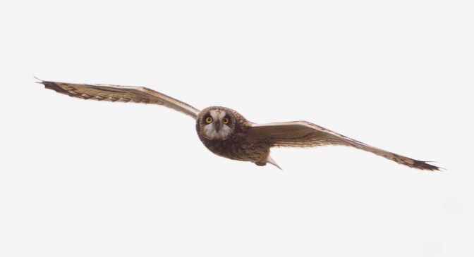 NC Rare Bird Alert: A Short-eared Owl encounter at the Guilford County Farm in Elon North Carolina